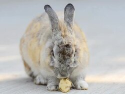 Rabbit Stock Footage