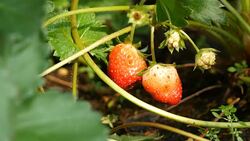strawberry Stock Footage