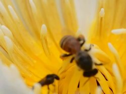 two beees Stock Footage