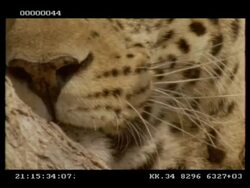 Leopard, Panthera pardus, BCU mouth and nose, Botswana Stock Footage