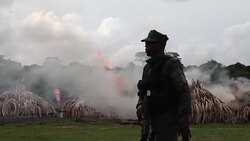 CLEAN : FILE: Hope for elephants as ivory prices fall News Clip