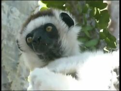 Verreaux's Sifaka, Propithecus verreauxi verreauxi, Andohahela National Park Stock Footage