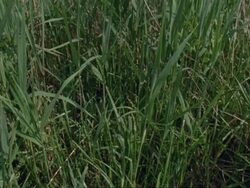 Reed bed, tilt up to tree, early Summer (part of time lapse seasonal series) Stock Footage