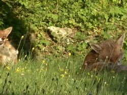 Foxes Grooming Stock Footage