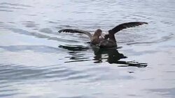 Southern Giant Petrel Stock Footage