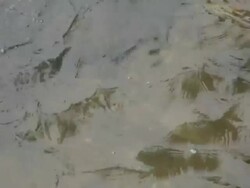 CU water in river / Xam Neua, Laos Stock Footage