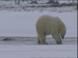 Immature Polar bear (Ursus maritimus) scraping ice at ice hole, near Churchill, Manitoba, Canada Stock Footage