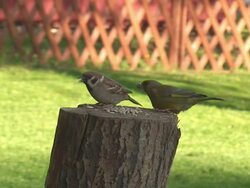 Woodpecker Stock Footage