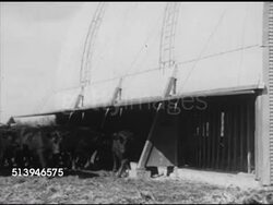 1950s: CATTLE FEEDING:  VS Cattle approaching barn, feeding from self-feeding gates at side of barn, cows eating hay through feeding guard (fence). Agriculture, livestock, bovine, farm, farmland, country, fodder, forage, 'cow-feteria' Instructional Video