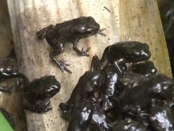MS Shot of Common Toad Bufo bufo toadlets emerging from the water as tadpoles and drying out into juvenile toads, / Newcastle Emlyn, Ceredigion, United Kingdom  Stock Footage