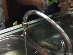 cleaning shrimp Stock Footage