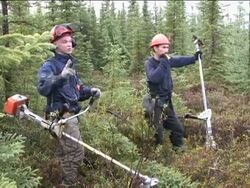 VOICED: The new Canadian Timber Worker News Clip