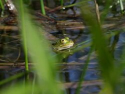 Frog Stock Footage