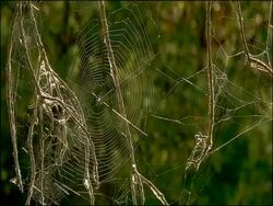Cobweb, Sierra Morena, Andalusia, Southern Spain Stock Footage
