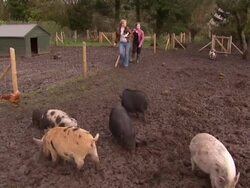 Pig Owner gets more than she bargained for News Clip