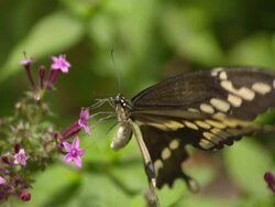 CU SLO MO ZI Shot of Swallowtail butterfly feeding on purple flower / Santa Barbara, California, United States Stock Footage