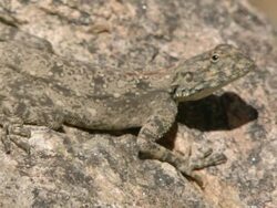 WS ZI Shot of Highly camouflaged southern rock agama lying on rock and observing / Namaqualand, Northern Cape, South Africa Stock Footage