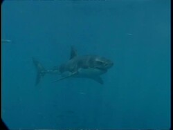 MS Great White Shark swimming towards and attacking shark cage, Guadalupe Island, Pacific Ocean Stock Footage