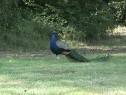 Peacock 14 - HD 1080/60i Stock Footage