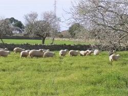 WS Flock of sheep grazing on grassy field  / Mallorca, Balearic Islands, Spain Stock Footage
