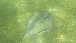 Stingray swimming in the sea Stock Footage