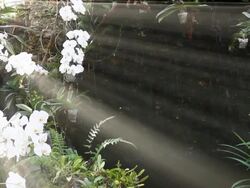 Dolly shot, Orchid Flowers and sun ray Effect Stock Footage