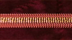 Drew Berry: Animations of unseeable biology Instructional Video