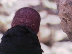 MONTAGE Turkey vulture looking around / Sonoran Desert, Arizona, United States Stock Footage