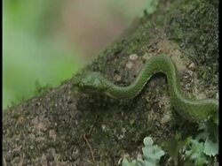 CU green snake in tree trunk, panning down its body, Western Ghats, India Stock Footage