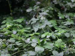rain falling on tangled briars Stock Footage
