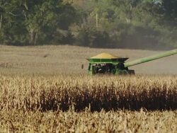 A combine completely full of harvested corn drives toward camera. Stock Footage