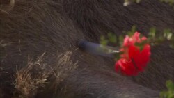 A tranquilizing dart with a red artificial flower on its end is lodged in the body of an animal. Stock Footage