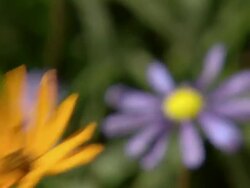 M Shot of orange Namaqualand daisy to common felicia / Namaqualand, Northern Cape, South Africa Stock Footage