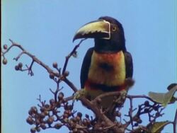 Collared Aracari (Toucanet), CU aracari eats virola fruit, looks around and flies off, Panama Stock Footage