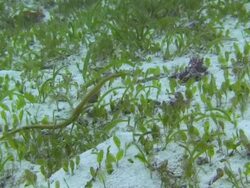 Green Pipefish Stock Footage