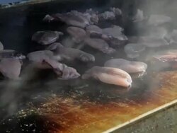 Fresh squid on grill Stock Footage