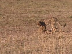 Cheetahs in the Kalahari Stock Footage