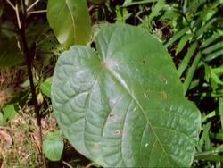 Croton plant, MCU leaf, tilt up to other leaves.  Panama. Stock Footage