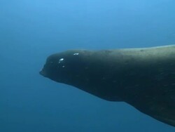 California Sea Lion (Zalophus californianus) swimming and blowing bubbles, La Paz, Sea of Cortez, Mexico Stock Footage