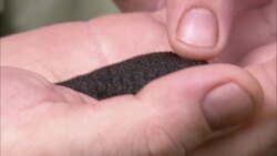 A researcher holds a giant leech in his hand. Stock Footage