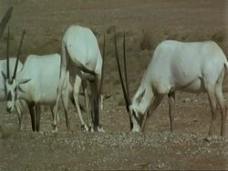 MS Arabian Oryx, Oryx leucoryx, grazing, wild in Jiddat al Harasis desert, Oman Stock Footage