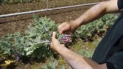 Vancouver students cultivate plentiful farms in the midst of busy city Instructional Video