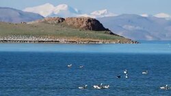 Bar-headed Goose Stock Footage