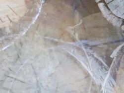 LOG BIRCH TREE BRIGHT- expanding flow to the corners (loop) Stock Footage