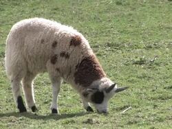 Sheep 5 - HD 1080/30f Stock Footage