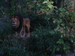 Smithsonian National Zoo Re-Opens After Government Shutdown Stock Footage
