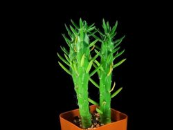 Houseplant Stock Footage