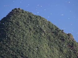 seagulls at coast Stock Footage