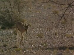 MS Arabian gazelle, Gazella arabica, walking across desert landscape, Jiddat al Harasis desert, Oman Stock Footage