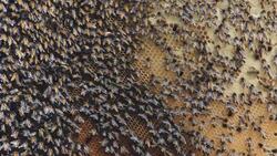 Closeup bees Stock Footage